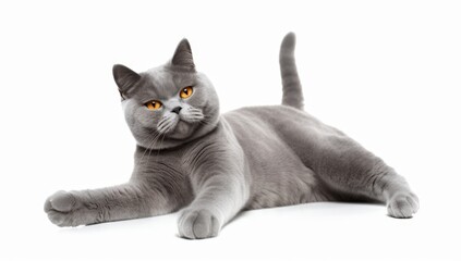 Satisfied British cat lies on a white background with a raised paw. A cat for advertising feed. Playful pet close up.