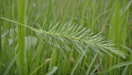 Close-Up of Lush Green Grass in Spring