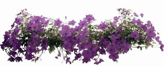 Bougainvilleas isolated on white background