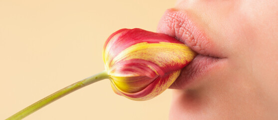 Plump lips lick tulip. Natural lips with tulip. Sexy woman mouth on tulip, macro lip. Caring and...