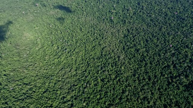 Overhead view of  Paragua forest in Bolivar State. Venezuela