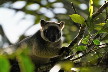 Portrait of a tree kangaroo on a branch