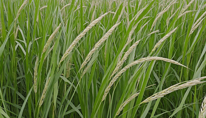 Fototapeta premium Rice grains from the Oryza sativa plant