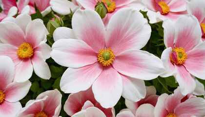 Fototapeta na wymiar Flowers in shades of pink and white