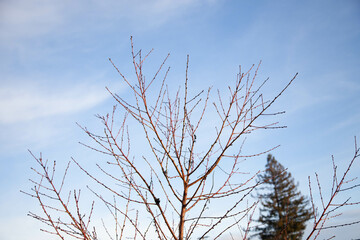 branches against sky