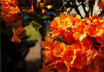 red and yellow flowers