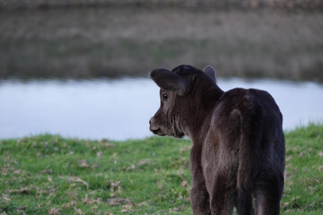 Fototapeta premium Portrait of a calf