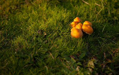 Mushrooms in autumn 