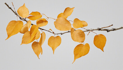 Autumn Birch Branch with Yellow Leaves, Isolated PNG Cutout on Transparent Background