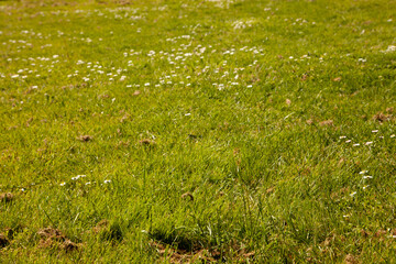 Grass and flowers