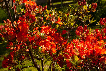 red and yellow flowers
