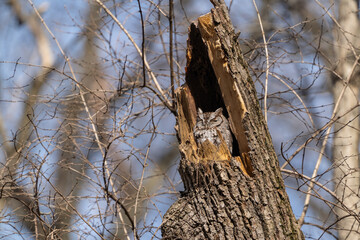 Eastern Screech Owl (Megascops asio) in the wild takes a nap in broken tree branch 
