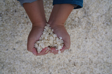 Hands holding shells into a love heart