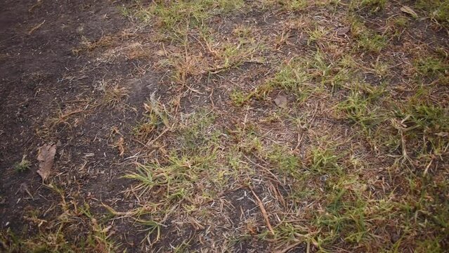 Suelo de pasto seco en oto&ntilde;o en M&eacute;xico 