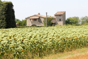 Faded sunflowers in a field with a farmhouse