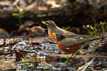 Two American robins (Turdus migratorius) drinking from a pool in Myakka River State Park, Florida