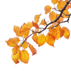 autumn leaves tree branches PNG transparent background 
