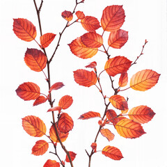 Fototapeta premium autumn leaves tree branches PNG transparent background 