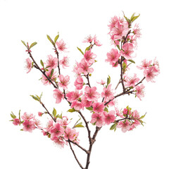 Fototapeta premium pink flower plant on transparent background