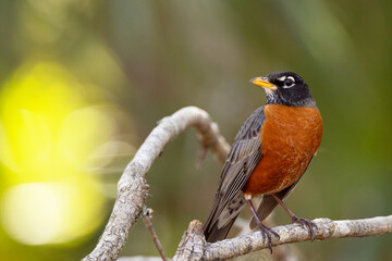 An American robin (Turdus migratorius) in the early spring in Myakka River State Park, Florida