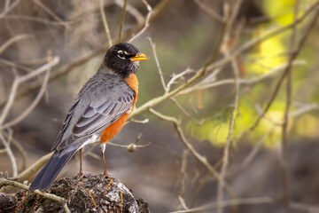 An American robin (Turdus migratorius) in the early spring in Myakka River State Park, Florida