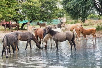 farm watering hole, horses, cattle and donkeys drinking water
