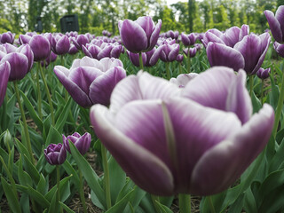 purple tulips in spring