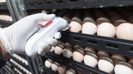 Quality control is measuring the temperature shell of the eggs in the incubation machine, Infrared thermometer in contact with the shell of an egg.