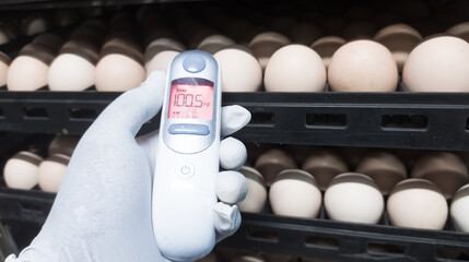 Quality control is measuring the temperature shell of the eggs in the incubation machine, Infrared thermometer in contact with the shell of an egg.