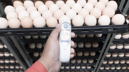 Quality control is measuring the temperature shell of the eggs in the incubation machine, Infrared thermometer in contact with the shell of an egg.