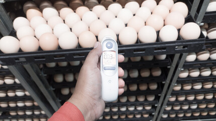 Quality control is measuring the temperature shell of the eggs in the incubation machine, Infrared thermometer in contact with the shell of an egg.