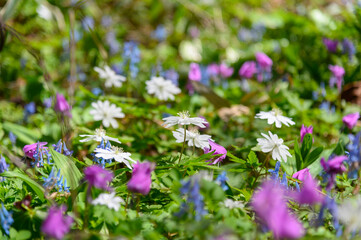 春の山野草咲く山麓