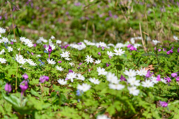 春の山野草咲く山麓