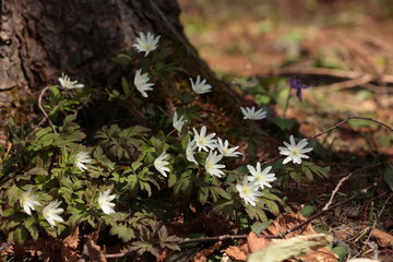 大木の根元で花開くキクザキイチゲ