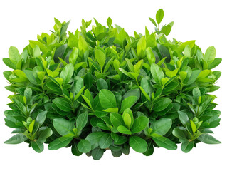 Obraz premium green leaves of a plant, cut out
