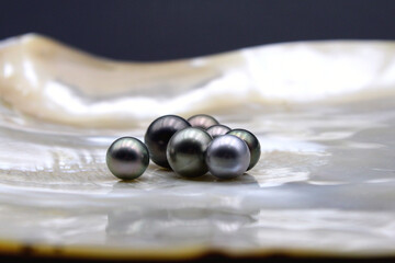 Tahiti black pearls on white nacre of a big sea shell. Prestigious and expensive organic gem, a...