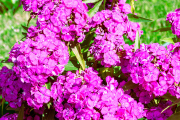 Obraz premium bright pink perennial Turkish carnation flowers with serrated velvety petals, selective focus