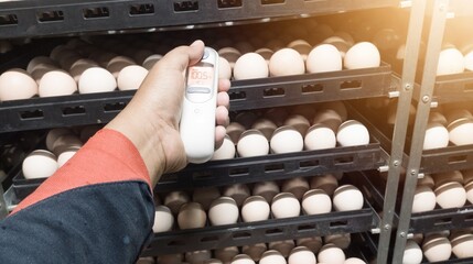 the concept of measuring shell temperature in hatching eggs in an incubation machine using an infrared thermometer.