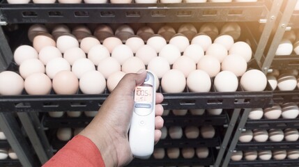 the concept of measuring shell temperature in hatching eggs in an incubation machine using an infrared thermometer.