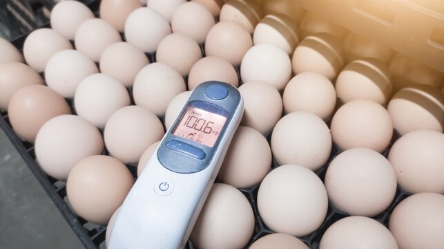 Infrared thermometers are used by quality control to measure the temperature of egg shells in egg incubation machines, egg shell measurement concept in hatchery.