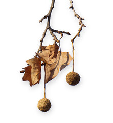plane tree branch with dry leaves and seeds isolated on transparent background. 