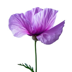 Naklejka premium Poppy flower isolated