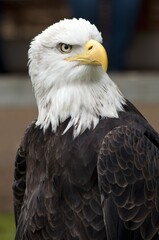 Closeup shot of a beautiful bald eagle with a blurred background