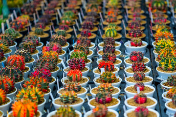 Fototapeta premium Small colorful red yellow green Gymnocalycium variegated cactus growing pots for sale in outdoor plant market