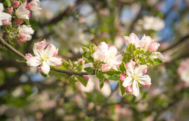 Several apple flowers on a branch
