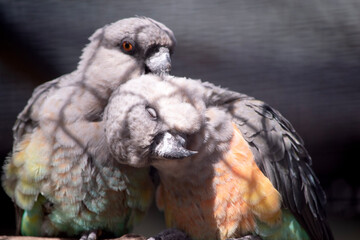 The red-bellied parrot is a small African parrot It is a mostly greenish and grey parrot. Males have a bright orange belly and females have a greenish belly © susan flashman
