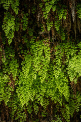 Thick Ferns Grow On Wall In The Narrows