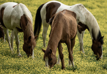 Obraz na płótnie Canvas Three Horses Graze Among The Yellow Flower Covered Field
