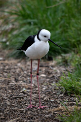 the black winged stilt is a black and white seabird with pink legs.  It has a white head with a narrow black beak white chest and black wings