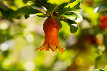 small pomegranate in its early stages growing on a tree
